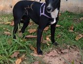 Doação de cachorro adulto fêmea com pelo curto e de porte médio em São Paulo/SP - 18/10/2016 - 24393