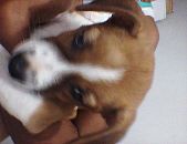 Doação de filhote de cachorro fêmea com pelo curto e de porte médio em Rio De Janeiro/RJ - 18/10/2016 - 24399
