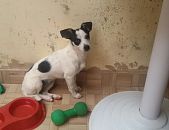 Doação de filhote de cachorro macho com pelo curto e de porte pequeno em Valparaíso De Goiás/GO - 19/10/2016 - 24404
