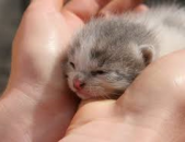Doação de filhote de gato fêmea com pelo curto e de porte pequeno em Nova Friburgo/RJ - 19/10/2016 - 24405