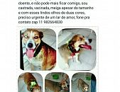 Doação de cachorro adulto fêmea com pelo curto e de porte grande em Carapicuíba/SP - 24/10/2016 - 24451