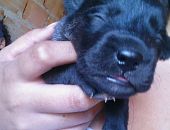 Doação de filhote de cachorro macho com pelo curto e de porte pequeno em Belo Horizonte/MG - 24/10/2016 - 24453