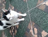 Doação de gato adulto fêmea com pelo curto e de porte pequeno em Aldeia De Carapicuíba/SP - 04/11/2016 - 24573