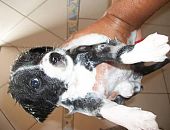 Doação de filhote de cachorro macho com pelo curto e de porte pequeno em Piracicaba/SP - 06/11/2016 - 24592