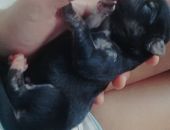 Doação de filhote de cachorro macho com pelo curto e de porte pequeno em Recife/PE - 07/11/2016 - 24595