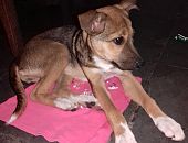 Doação de filhote de cachorro fêmea com pelo curto e de porte pequeno em Belo Horizonte/MG - 07/11/2016 - 24596