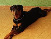 Doação de filhote de cachorro macho com pelo curto e de porte grande em São Bernardo Do Campo/SP - 12/11/2016 - 24676