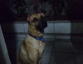 Doação de cachorro adulto macho com pelo curto e de porte médio em São Paulo/SP - 15/11/2016 - 24697