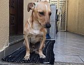 Doação de cachorro adulto macho com pelo curto e de porte médio em São Paulo/SP - 20/11/2016 - 24728