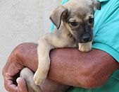 Doação de filhote de cachorro fêmea com pelo curto e de porte médio em São Paulo/SP - 21/11/2016 - 24740