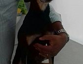 Doação de cachorro adulto fêmea com pelo curto e de porte pequeno em São Paulo/SP - 22/11/2016 - 24748