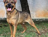 Doação de cachorro adulto macho com pelo curto e de porte médio em São Paulo/SP - 22/11/2016 - 24752