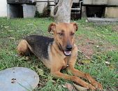 Doação de cachorro adulto fêmea com pelo curto e de porte médio em São Paulo/SP - 22/11/2016 - 24754