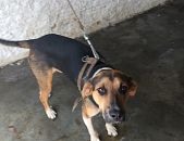 Doação de filhote de cachorro macho com pelo curto e de porte médio em São Paulo/SP - 22/11/2016 - 24756