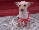 Doação de filhote de cachorro fêmea com pelo curto e de porte pequeno em São Paulo/SP - 24/11/2016 - 24781