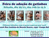 Doação de filhote de gato macho com pelo curto e de porte pequeno em São Paulo/SP - 24/11/2016 - 24787