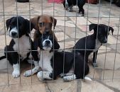 Doação de filhote de cachorro fêmea com pelo curto e de porte pequeno em Belo Horizonte/MG - 26/11/2016 - 24801