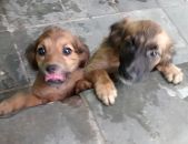 Doação de filhote de cachorro fêmea com pelo curto e de porte pequeno em São Paulo/SP - 28/11/2016 - 24816