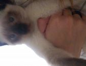 Doação de filhote de gato macho com pelo curto e de porte grande em Santo André/SP - 29/11/2016 - 24822