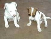 Doação de filhote de cachorro macho com pelo curto e de porte pequeno em Bauru/SP - 29/11/2016 - 24826