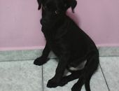 Doação de filhote de cachorro macho com pelo curto e de porte grande em São Paulo/SP - 30/11/2016 - 24831