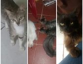 Doação de filhote de gato fêmea com pelo curto e de porte pequeno em São Paulo/SP - 02/12/2016 - 24839