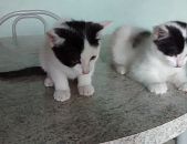 Doação de gato adulto fêmea com pelo curto e de porte pequeno em São Paulo/SP - 03/12/2016 - 24843