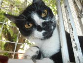 Doação de filhote de gato fêmea com pelo curto e de porte pequeno em Santos/SP - 04/12/2016 - 24849