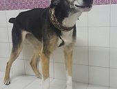 Doação de cachorro adulto fêmea com pelo curto e de porte médio em São Paulo/SP - 17/12/2016 - 24967