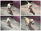 Doação de filhote de cachorro fêmea com pelo curto e de porte médio em Rio De Janeiro/RJ - 19/12/2016 - 24979
