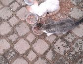 Doação de filhote de gato macho com pelo longo e de porte pequeno em Osasco/SP - 20/12/2016 - 24985
