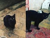 Doação de gato adulto macho com pelo curto e de porte pequeno em São Caetano Do Sul/SP - 22/12/2016 - 25000