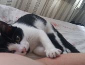 Doação de filhote de gato macho com pelo curto e de porte pequeno em São Paulo/SP - 22/12/2016 - 25003