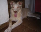 Doação de filhote de cachorro macho com pelo longo e de porte médio em Rio De Janeiro/RJ - 23/12/2016 - 25005