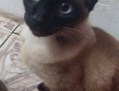 Doação de filhote de gato macho com pelo curto e de porte pequeno em São Paulo/SP - 23/12/2016 - 25010