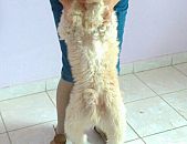 Doação de cachorro adulto macho com pelo longo e de porte pequeno em Blumenau/SC - 27/12/2016 - 25034