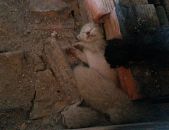 Doação de filhote de gato fêmea com pelo curto e de porte pequeno em Andirá/PR - 28/12/2016 - 25042