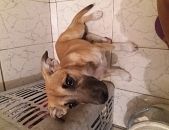 Doação de filhote de cachorro fêmea com pelo curto e de porte médio em São Paulo/SP - 28/12/2016 - 25045
