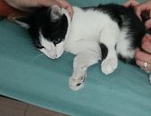 Doação de filhote de gato macho com pelo curto e de porte pequeno em Diadema/SP - 28/12/2016 - 25047