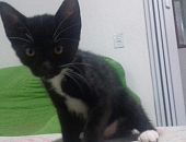 Doação de filhote de gato fêmea com pelo curto e de porte pequeno em São Paulo/SP - 29/12/2016 - 25057