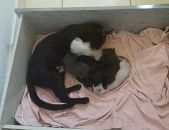 Doação de filhote de gato fêmea com pelo curto e de porte pequeno em São José Do Rio Preto/SP - 01/01/2017 - 25068