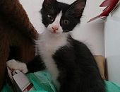 Doação de filhote de gato macho com pelo curto e de porte pequeno em São Paulo/SP - 02/01/2017 - 25076