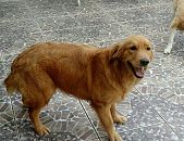 Doação de cachorro adulto fêmea com pelo longo e de porte grande em Rio De Janeiro/RJ - 03/01/2017 - 25097
