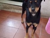 Doação de filhote de cachorro fêmea com pelo curto e de porte médio em Carapicuíba/SP - 03/01/2017 - 25101