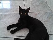 Doação de filhote de gato fêmea com pelo curto e de porte pequeno em São Bernardo Do Campo/SP - 03/01/2017 - 25102