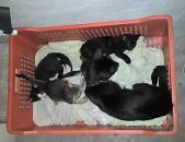 Doação de filhote de gato fêmea com pelo curto e de porte pequeno em Sumaré/SP - 04/01/2017 - 25107