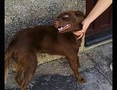 Doação de cachorro adulto fêmea com pelo curto e de porte médio em Belo Horizonte/MG - 05/01/2017 - 25128
