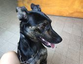 Doação de cachorro adulto fêmea com pelo curto e de porte médio em Nova Iguaçu/RJ - 07/01/2017 - 25149