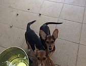 Doação de filhote de cachorro fêmea com pelo curto e de porte pequeno em São Paulo/SP - 07/01/2017 - 25156