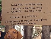 Doação de filhote de cachorro fêmea com pelo curto e de porte médio em São Paulo/SP - 08/01/2017 - 25160
